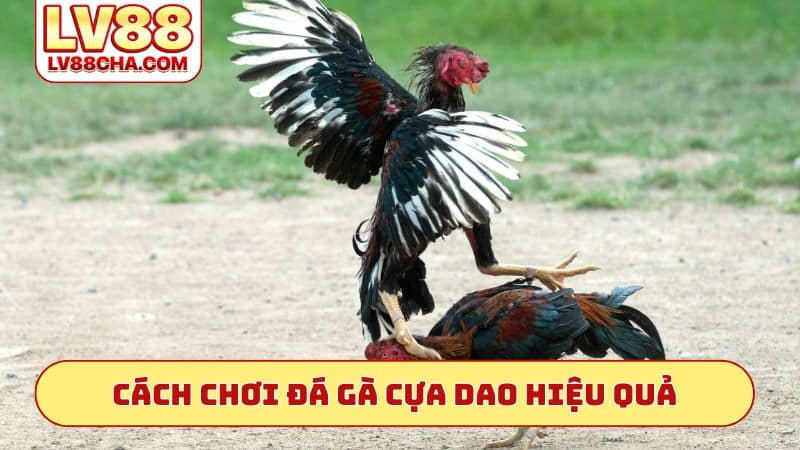 Cách chơi đá́ gà cựa dao hiệu quả